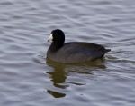 Beautiful Photo With Funny American Coot In The Lake Stock Photo