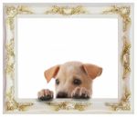 Dog With Frame Stock Photo