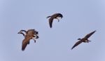 Isolated Picture With Few Canada Geese Flying Stock Photo