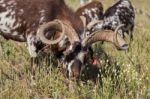 Herd Of Goats In A Pasture Stock Photo