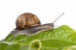 Snail On White Stock Photo