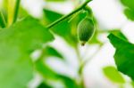 After Flowering Is Developing A Small Stock Photo