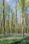 Bluebells In Wepham Wood Stock Photo