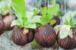 Green Plant Hanging In Garden Stock Photo