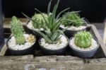 Multiple Green Cactus Pots Display On Shelve Stock Photo