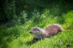 Eurasian Otter (lutra Lutra) Stock Photo