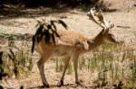 Cervus Dama Deer Stock Photo