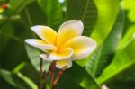 White Frangipani On Tree Stock Photo