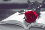 Open Book And A Red Rose. Vintage Tone Stock Photo