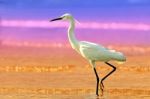 Little Egret On The Beach Stock Photo