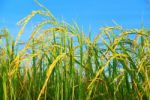 Paddy Rice Stock Photo