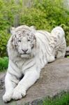 White Tiger Stock Photo