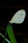 Psyche Butterfly Stock Photo