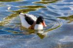 Common Shelduck (tadorna Tadorna) Stock Photo