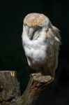 Barn Owl (tyto Alba) Stock Photo