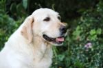 Portrait Of White Labrador Dog In The Garden Stock Photo