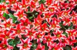 Field Of Red Tulips From Above Stock Photo