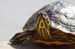 Water Tortoise Stock Photo