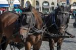 Horses In The Old Town Square In Prague Stock Photo