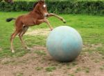 Foal Playing Football Stock Photo