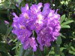 Flowers Rhododendron Stock Photo