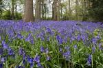 Bluebells In Staffhurst Woods Near Oxted Surrey Stock Photo