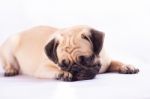 Cute Pug Dog Feel Boring Stock Photo