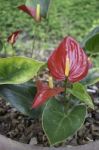 Anthurium-flamingo Flower Bloom In The Garden Stock Photo