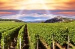 Sunset Over A Vineyard Stock Photo