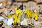 Large Group Of Butterfly Feeding On The Ground Stock Photo