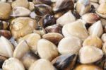 Fresh Live Clams Stock Photo