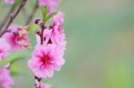 Plum Blossom Stock Photo