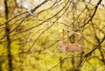 Feeding Trough For Birds On A Tree Stock Photo