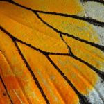 Butterfly Wing Stock Photo