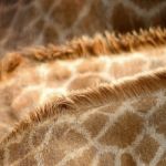 Giraffe Skin Stock Photo