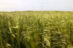 Mediterranean Native Vegetation Stock Photo