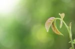 Rose Leaf Growing Stock Photo