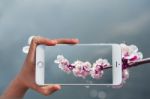 Hand Holding Smart Phone Take A Photo At Cherry Blossom With Soft Focus, Sakura Season Background Stock Photo