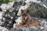 The Iberian Wolf Stock Photo