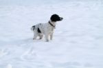 Spaniel In The Snow Stock Photo