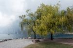 Willow Trees On The Shore At Riva Del Garda Stock Photo