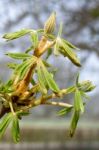 Horse Chestnut Tree Bursting With New Growth Stock Photo