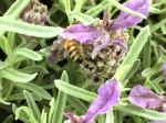 Bee On The Flowers Stock Photo