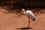 Fuengirola, Andalucia/spain - July 4 : Yellow-billed Stork (myct Stock Photo