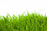 Green Grass Stock Photo