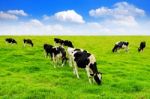 Cows On A Green Field And Blue Sky Stock Photo