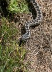 Common European Adder (vipera Berus) Stock Photo