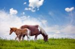 Horse And A Foal Stock Photo