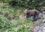 Brown Bear In Asturian Lands Stock Photo