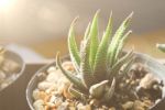 Cactus On Pot With The Sun Light And Close Up View Stock Photo